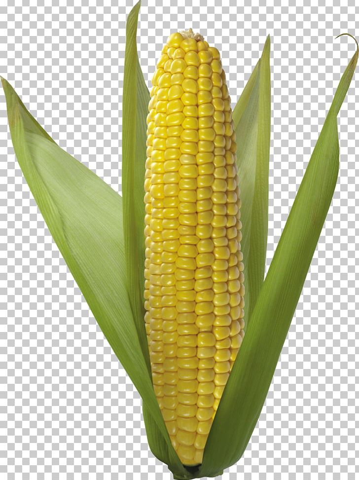 Corn On The Cob Flint Corn Vegetarian Cuisine Sweet Corn Corn Kernel PNG, Clipart, A.d.i.d.a.s, Agriculture, Cereal, Commodity, Corncob Free PNG Download