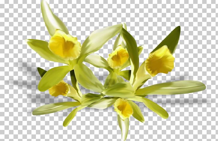 Flower Centerblog LiveInternet PNG, Clipart, Author, Blog, Centerblog, Flora, Flower Free PNG Download