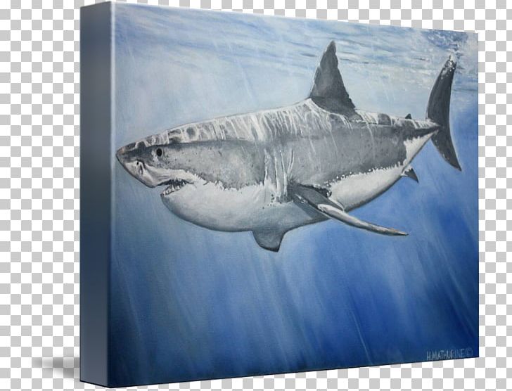 Great White Shark Tiger Shark Requiem Sharks Water PNG, Clipart, Animals, Biology, Carcharhiniformes, Carcharodon, Cartilaginous Fish Free PNG Download