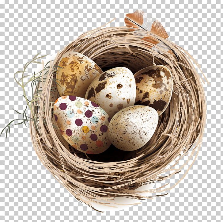 Quail Eggs Bird Nest PNG, Clipart, Animals, Basket, Bird, Bird Cage, Bird Nest Free PNG Download