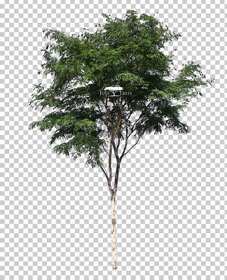 Tree Desktop Pine PNG, Clipart, 3d Computer Graphics, Acacia Tree, Autodesk 3ds Max, Branch, Cinema 4d Free PNG Download