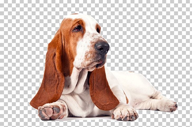 Basset Hound Golden Retriever Puppy Bichon Frise Beagle PNG, Clipart, Animal, Animals, Basset Artesien Normand, Basset Hound, Beagle Free PNG Download