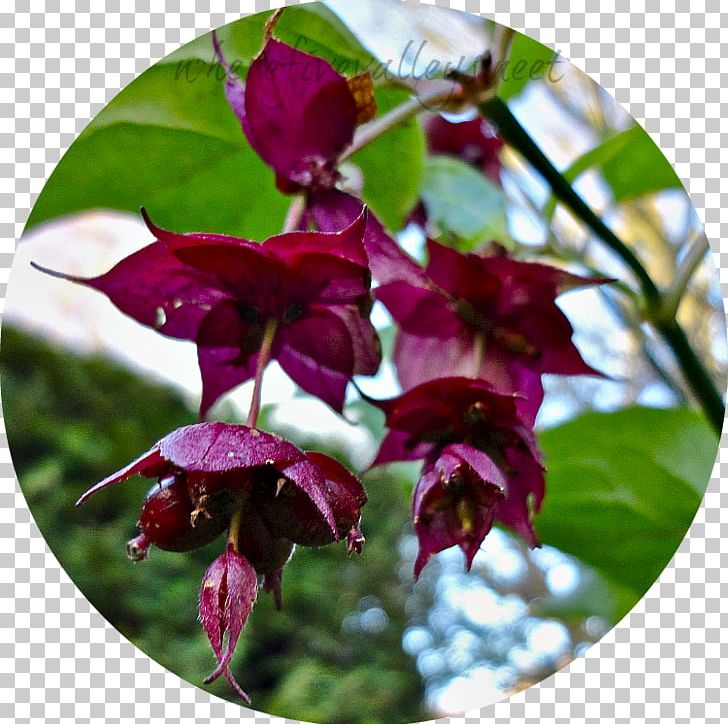 Petal Flowering Plant PNG, Clipart, Flora, Flower, Flowering Plant, Honeysuckle, Magenta Free PNG Download