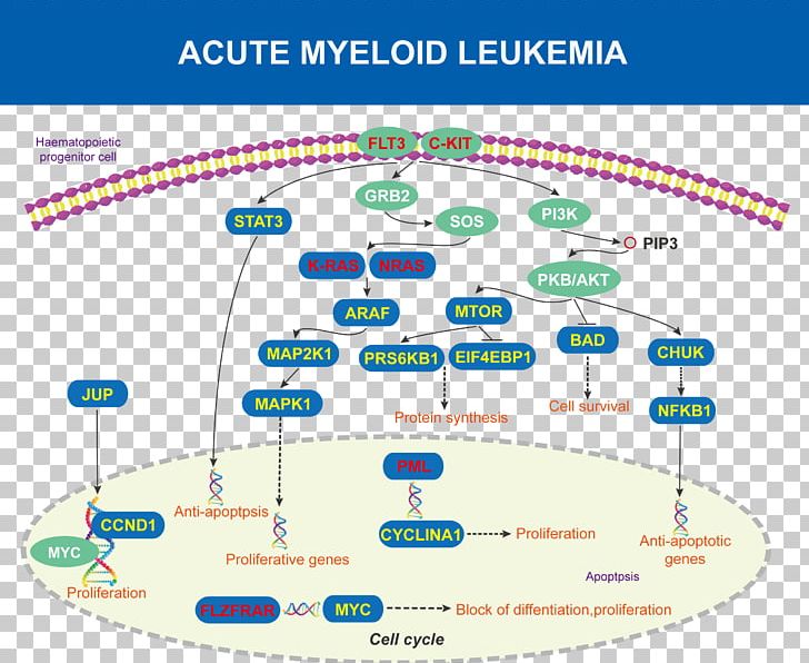 Acute Myeloid Leukemia Acute Disease Diagram Protein Kinase B PNG, Clipart, Acute, Acute Disease, Acute Myeloid Leukemia, Akt1, Akt2 Free PNG Download