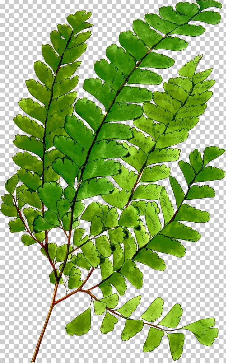 Windows Metafile The Plays PNG, Clipart, Encapsulated Postscript, Fern, Ferns And Horsetails, Frond, Leaf Free PNG Download