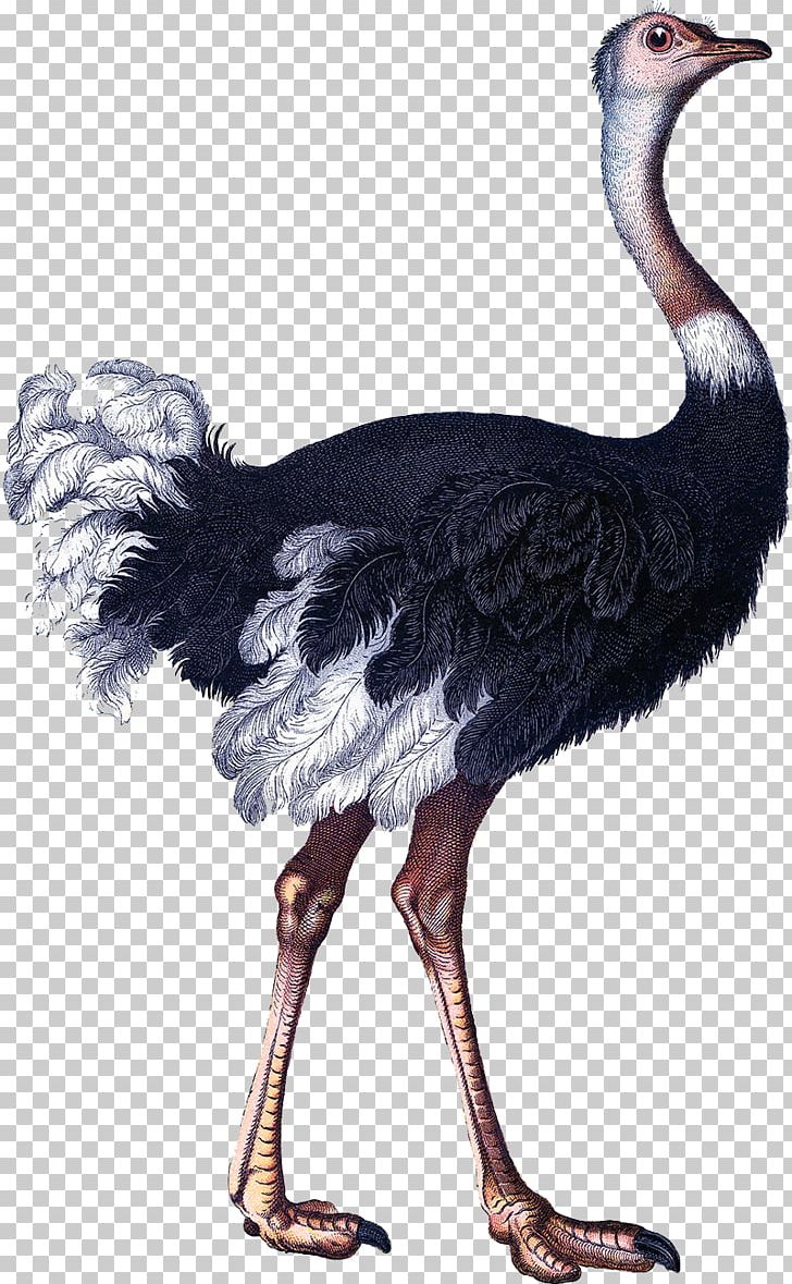 Common Ostrich Bird Craft PNG, Clipart, Animal, Animals, Antique, Beak, Bird Free PNG Download
