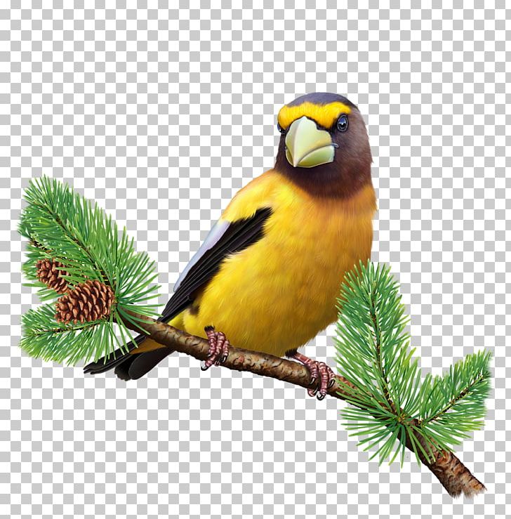Evening Grosbeak Finch Bird PNG, Clipart, Animals, Beak, Bird, Bird Bird, Coccothraustes Free PNG Download