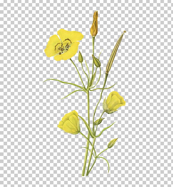 Printed Flowers PNG Transparent Images Free Download, Vector Files