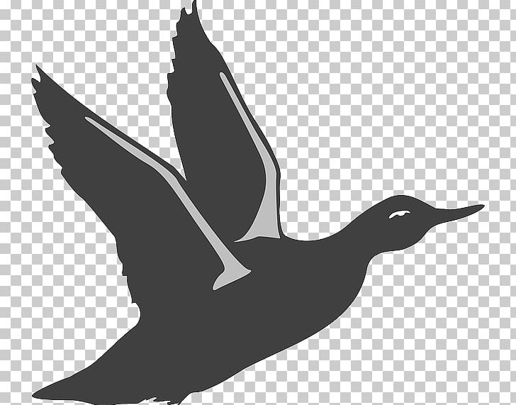 Mallard Duck Bird American Pekin PNG, Clipart, American Black Duck, American Pekin, Animals, Beak, Bird Free PNG Download