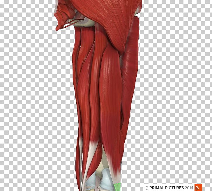 Shoulder Muscle Journal Of Orthopaedic & Sports Physical Therapy Manual Therapy PNG, Clipart, Abdomen, Anatomy, Arm, Biceps, Biceps Femoris Muscle Free PNG Download