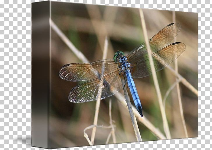 Dragonfly Stock Photography PNG, Clipart, Arthropod, Dragonflies And Damseflies, Dragonfly, Insect, Insects Free PNG Download