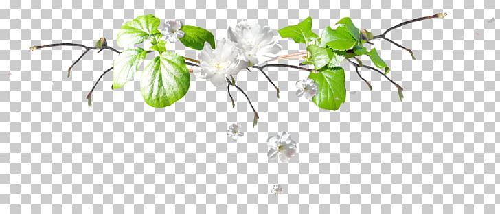 Leaf Spring Birch Sap Blog PNG, Clipart, Artwork, Branch, Cut Flowers, Email, Fleur Free PNG Download