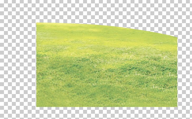 Grass PNG, Clipart, Angle, Blade Of Grass, Family, Grass, Grasses Free PNG Download