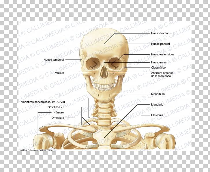 Human Anatomy Anterior Triangle Of The Neck Human Body PNG, Clipart, Anatomy, Anterior Triangle Of The Neck, Bone, Coronal Plane, Cranial Nerves Free PNG Download