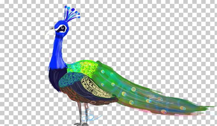Pavo Feather Fauna Beak Tail PNG, Clipart, Animals, Beak, Bird, Fauna, Feather Free PNG Download