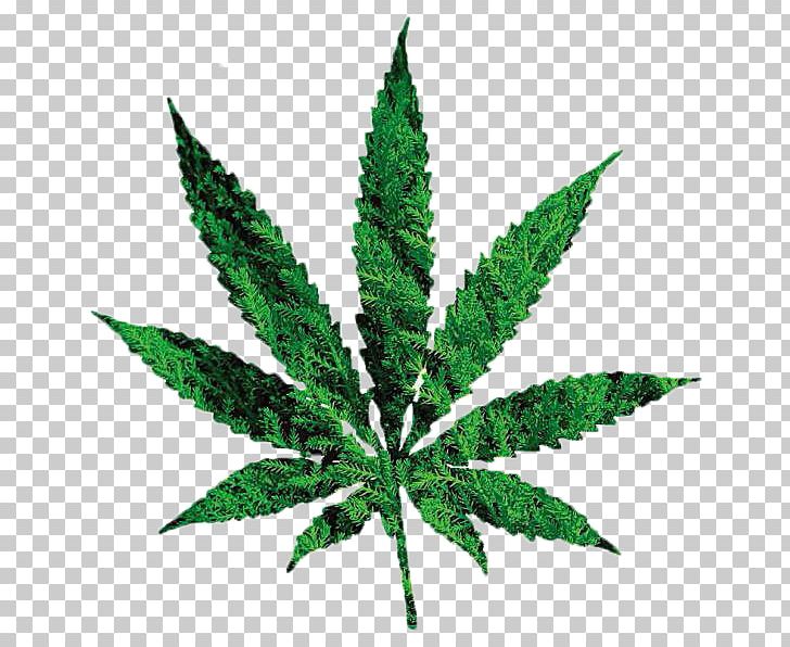 Decriminalization Of Non-medical Cannabis In The United States Dispensary Legalization PNG, Clipart, Addiction, Cannabis, Cannabis Shop, Cannabis Use Disorder, Decal Free PNG Download
