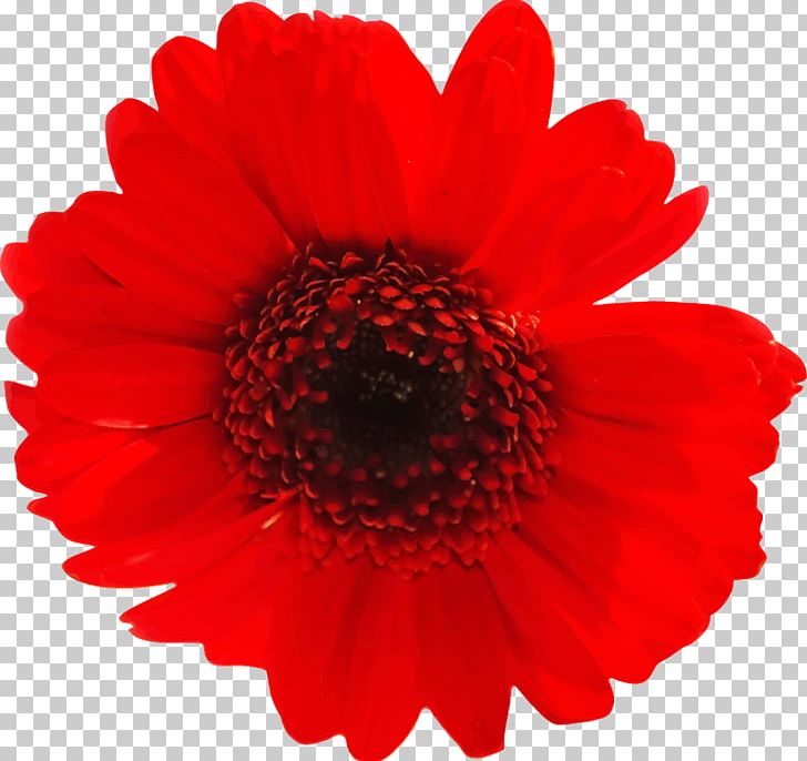 Flower PNG, Clipart, Computer Icons, Cut, Dahlia, Daisy Family, Flower Free PNG Download