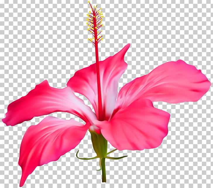 Shoeblackplant Common Hibiscus Flower PNG, Clipart, China Rose, Chinese Hibiscus, Clip Art, Common, Common Hibiscus Free PNG Download