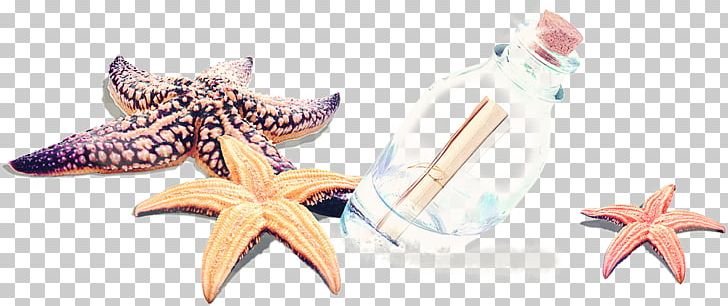 Starfish Drawing PNG, Clipart, Animals, Cartoon, Designer, Download, Drawing Free PNG Download