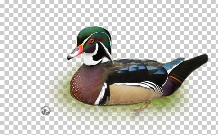 Mallard Duck Bird Desktop Parrots PNG, Clipart, Animals, Beak, Bird, Butterflies And Moths, Canard Free PNG Download