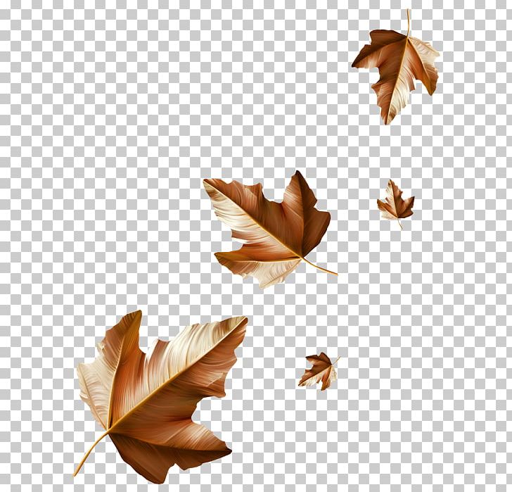 Maple Leaf Autumn Leaflet Rain PNG, Clipart, 2017, Autumn, Leaf, Leaflet, Maple Leaf Free PNG Download