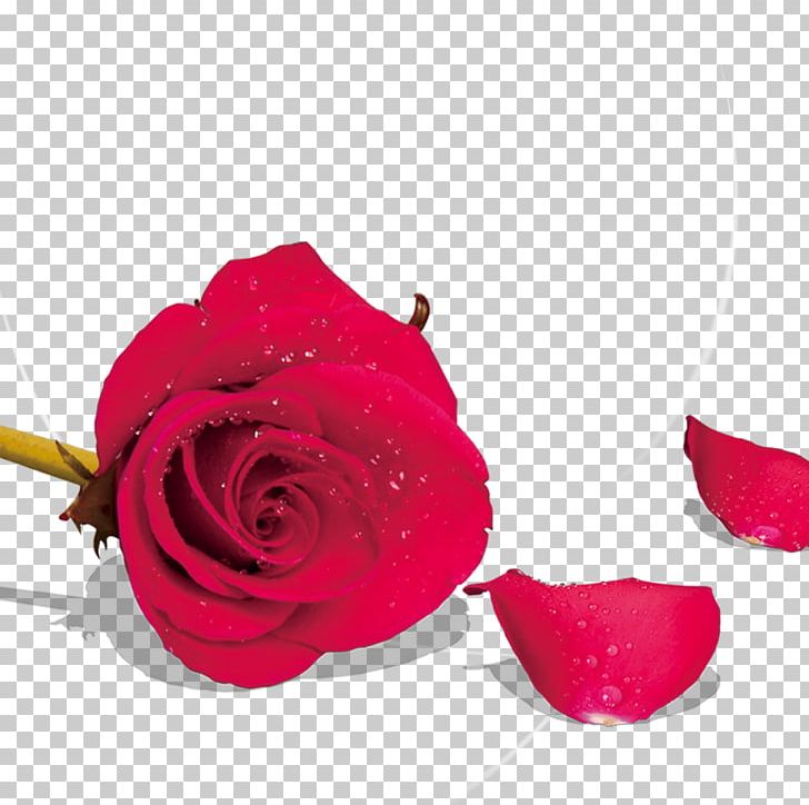 Beach Rose Garden Roses Petal Flower PNG, Clipart, 214, Creative, Creative Valentines Day, Cut Flowers, Flowers Free PNG Download