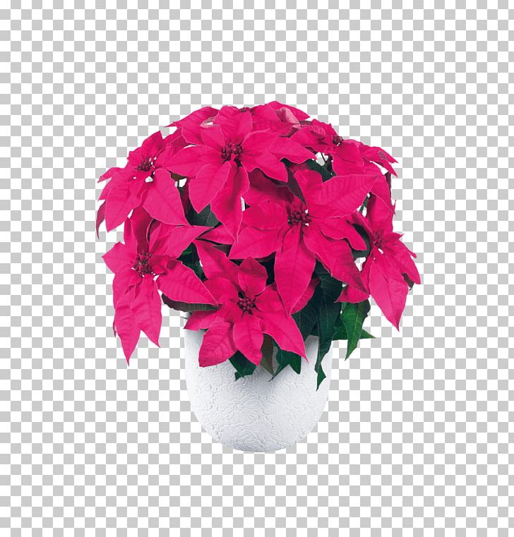 Poinsettia Cut Flowers Spurges Pink PNG, Clipart, Annual Plant, Christmas, Compact, Cut Flowers, Euphorbia Free PNG Download