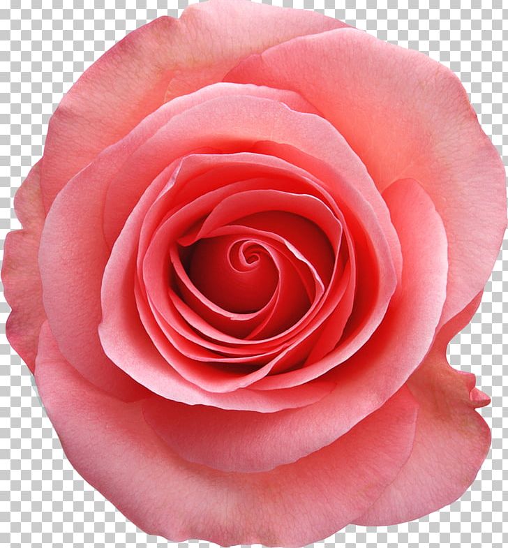 Rose Pink White Stock Photography PNG, Clipart, China Rose, Closeup, Cut Flowers, Floribunda, Flower Free PNG Download