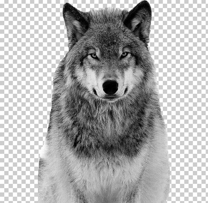 Saarloos Wolfdog Coyote Alaskan Tundra Wolf Borzoi Siberian Husky PNG, Clipart, Alaskan Tundra Wolf, Animal, Carnivoran, Dog Like Mammal, Fauna Free PNG Download