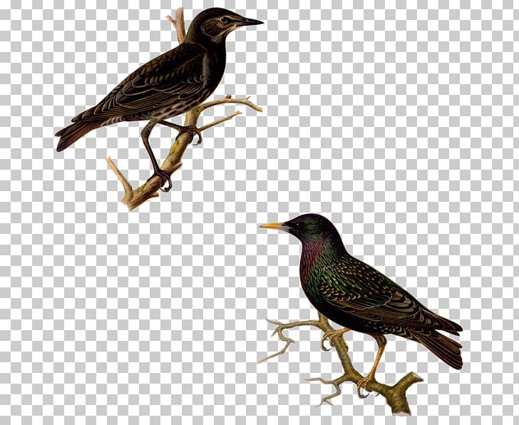 Common Starling Bird Garden School Peregrine Falcon PNG
