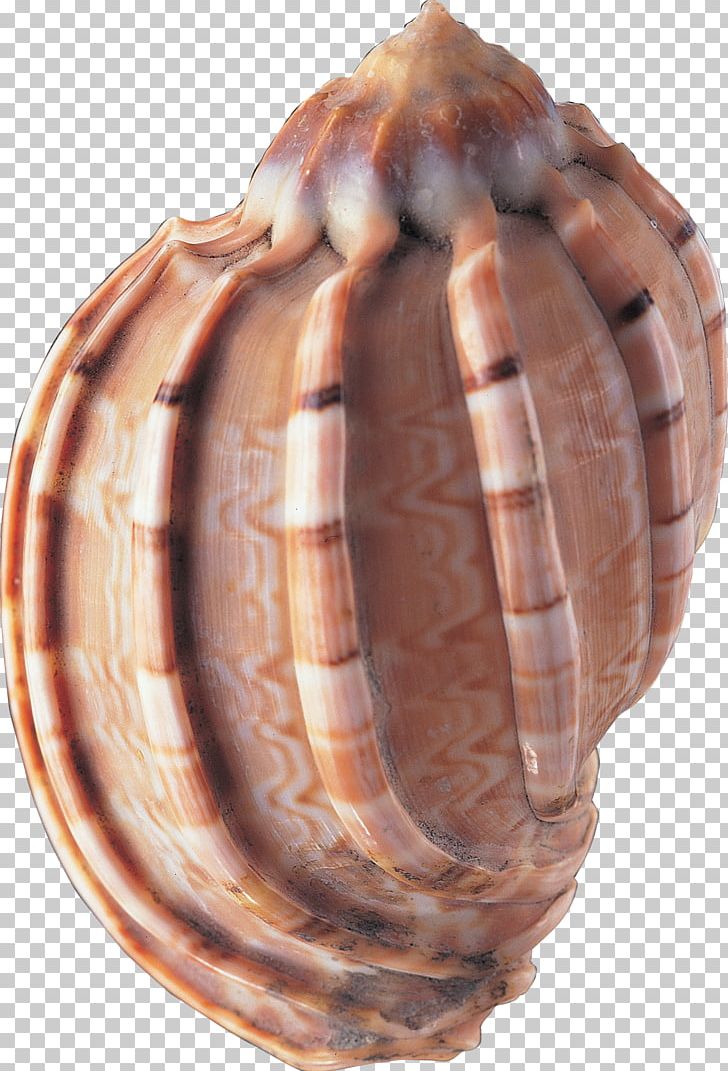 Seashell Animal PNG, Clipart, Animals, Artifact, Beach, Clams Oysters Mussels And Scallops, Conidae Free PNG Download