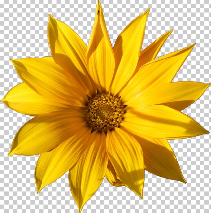 Common Sunflower Garage Flowers Common Daisy Petal PNG, Clipart, Black And White, Blanket Flowers, Common Daisy, Common Sunflower, Daisy Family Free PNG Download