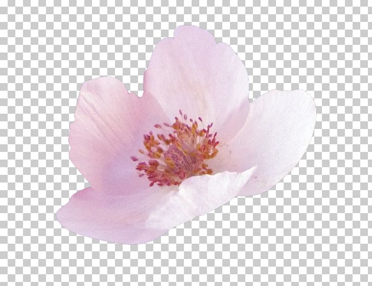 Flower Petal Light PNG, Clipart, 14 May, Blossom, Cari, Chart, Cherry Blossom Free PNG Download