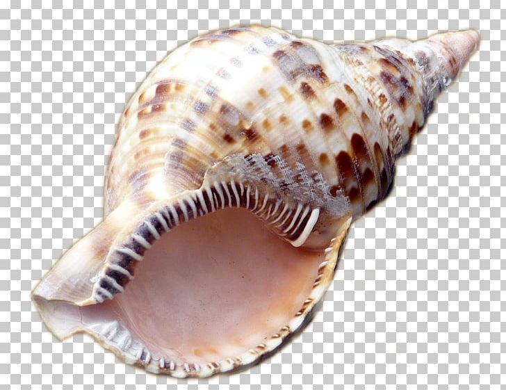 Sea Snail Conchology Seashell PNG, Clipart, Animals, Clams Oysters Mussels And Scallops, Cockle, Conch, Conchology Free PNG Download