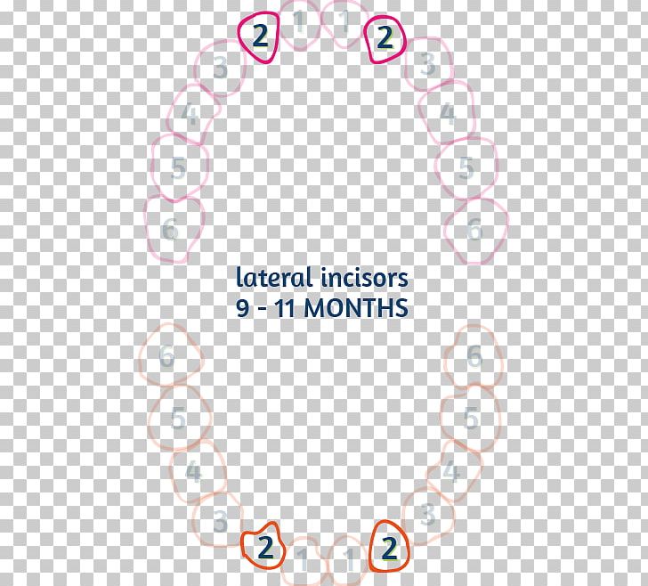 Teething Deciduous Teeth Infant Child Permanent Teeth PNG, Clipart, Angle, Area, Child, Circle, Deciduous Teeth Free PNG Download