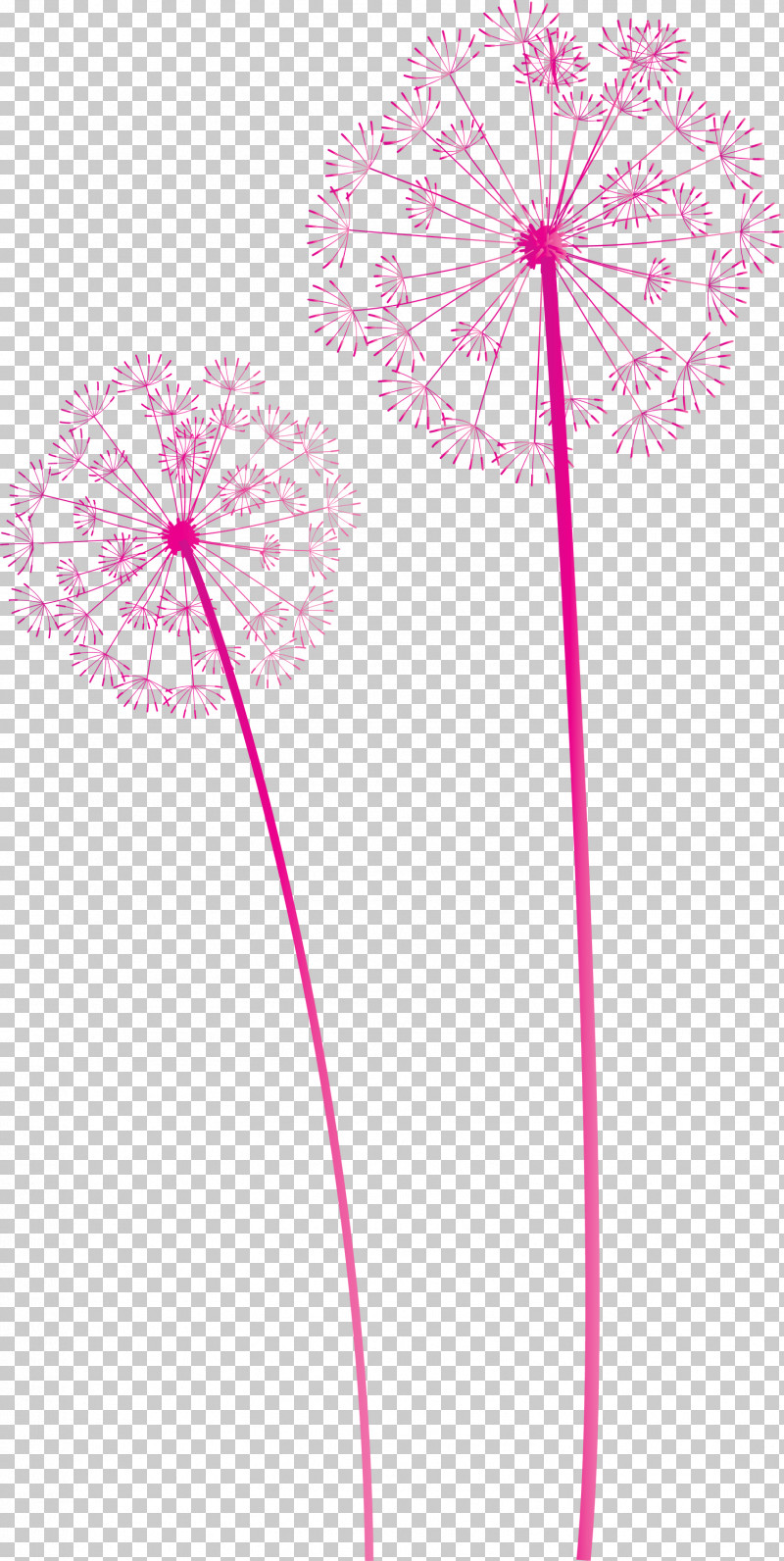 Dandelion PNG, Clipart, Biology, Dandelion, Flora, Flower, Geometry Free PNG Download