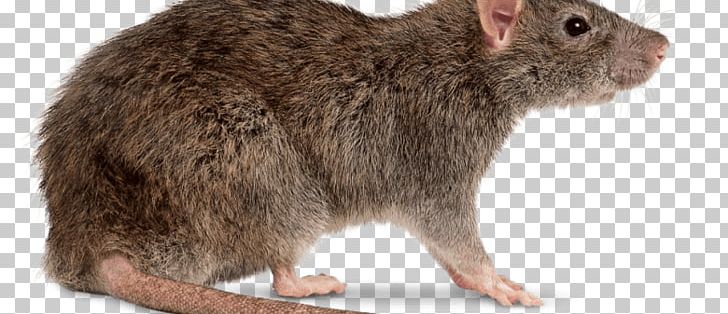 Brown Rat Cockroach Pest Control Bed Bug PNG, Clipart, Animals, Bed Bug, Bed Bug Control Techniques, Brown Rat, Builder Free PNG Download