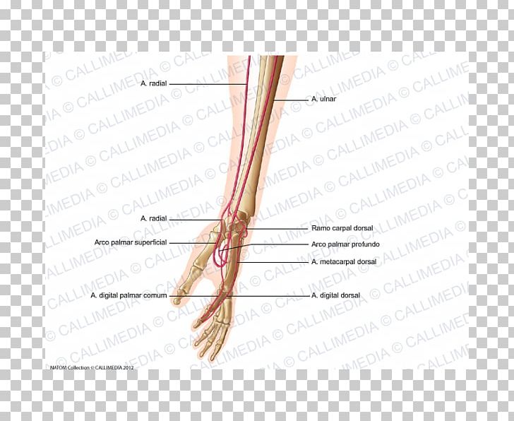 Finger Artery Forearm Hand Human Anatomy PNG, Clipart, Anatomical Terms Of Location, Anatomy, Angle, Arm, Artery Free PNG Download