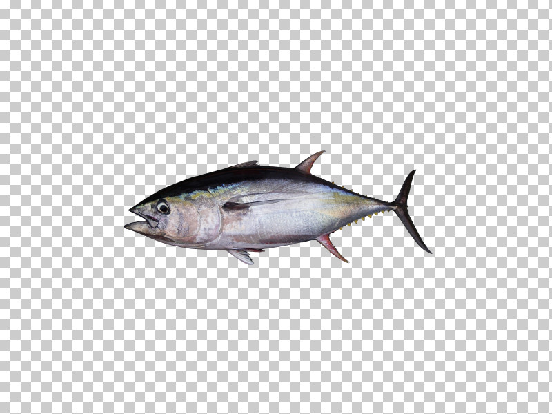 Fish Fish Atlantic Bluefin Tuna Oily Fish Albacore Fish PNG, Clipart, Albacore Fish, Atlantic Bluefin Tuna, Bonyfish, Fish, Fish Products Free PNG Download