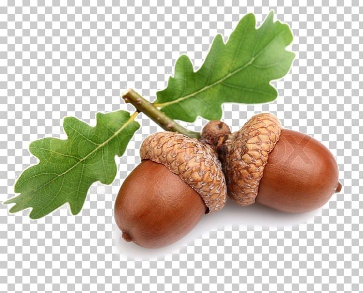 Acorn Oak Stock Photography PNG, Clipart, Acorn, Celebrity, Creative Commons, Depositphotos, Food Free PNG Download