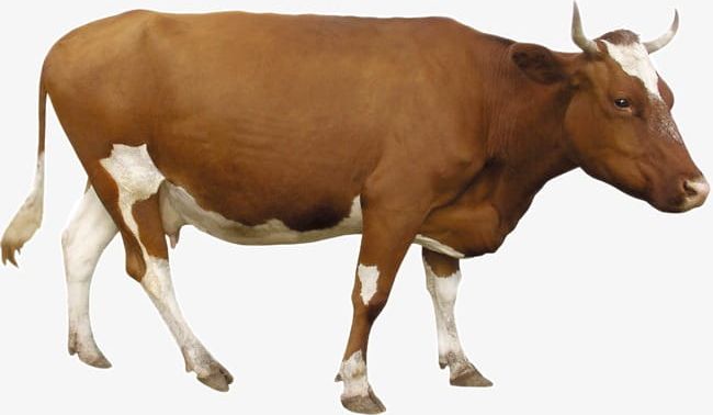 Brown Cow PNG, Clipart, Animal, Brown, Brown Clipart, Brown Clipart, Cow Free PNG Download
