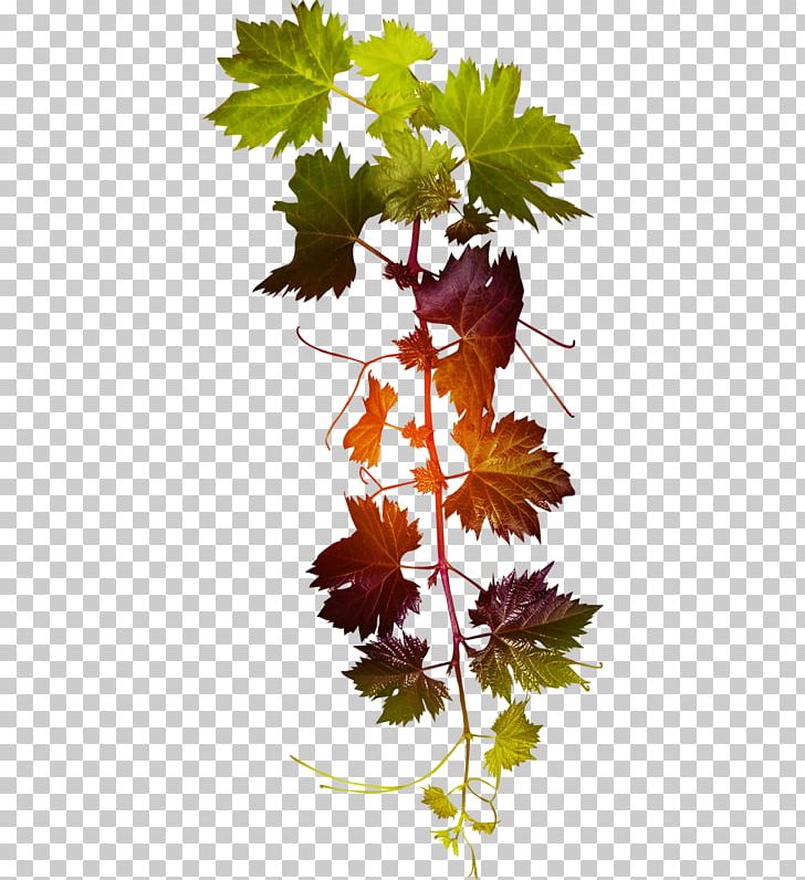Grape Leaf PNG, Clipart, Branch, Data, Data Compression, Download, Flower Free PNG Download