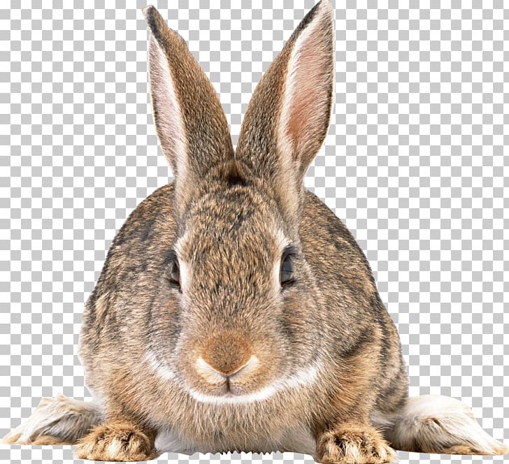Rabbit PNG, Clipart, Animals, Crestedgecko, Day, Desktop Wallpaper, Domestic Rabbit Free PNG Download