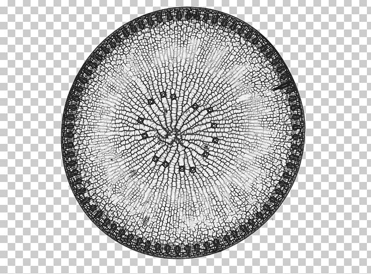 diatom drawing