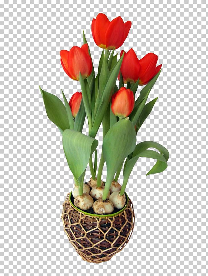 Tulip Flower Bulb PNG, Clipart, Bulb, Crocus, Cut Flowers, Daffodil, Floral Design Free PNG Download