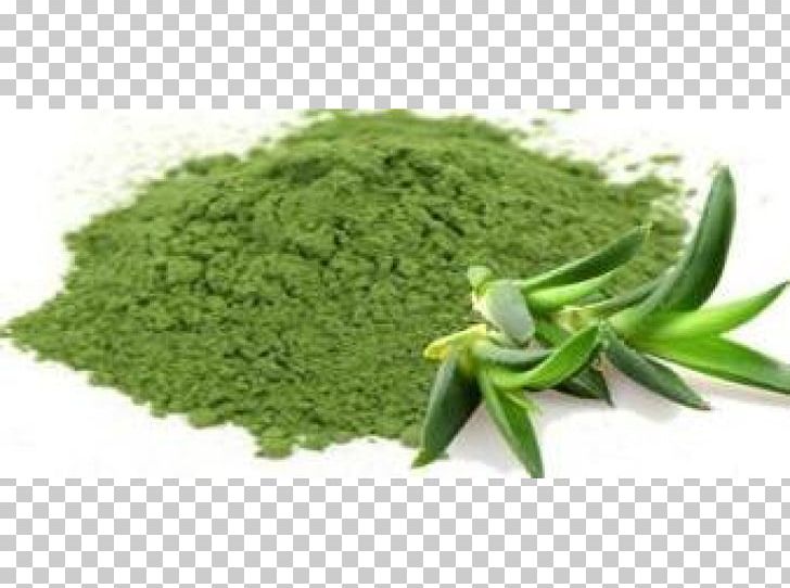 Aloe Vera Extract Powder Aloin Medicinal Plants PNG, Clipart, Aloe, Aloe Vera, Aloin, Common Name, Extract Free PNG Download
