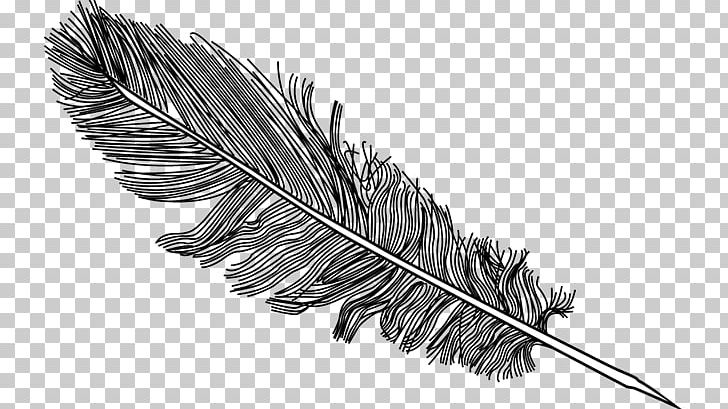 Bird Feather PNG, Clipart, Bird, Black And White, Drawing, Encapsulated Postscript, Feather Free PNG Download