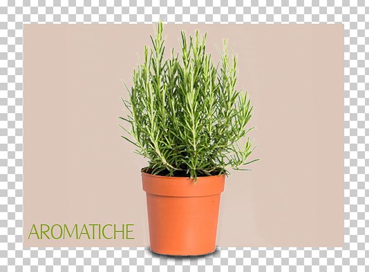 Herb Pianta Aromatica Rosemary Common Sage Chives PNG, Clipart, Basil, Chives, Common Sage, Cuisine, Fines Herbes Free PNG Download