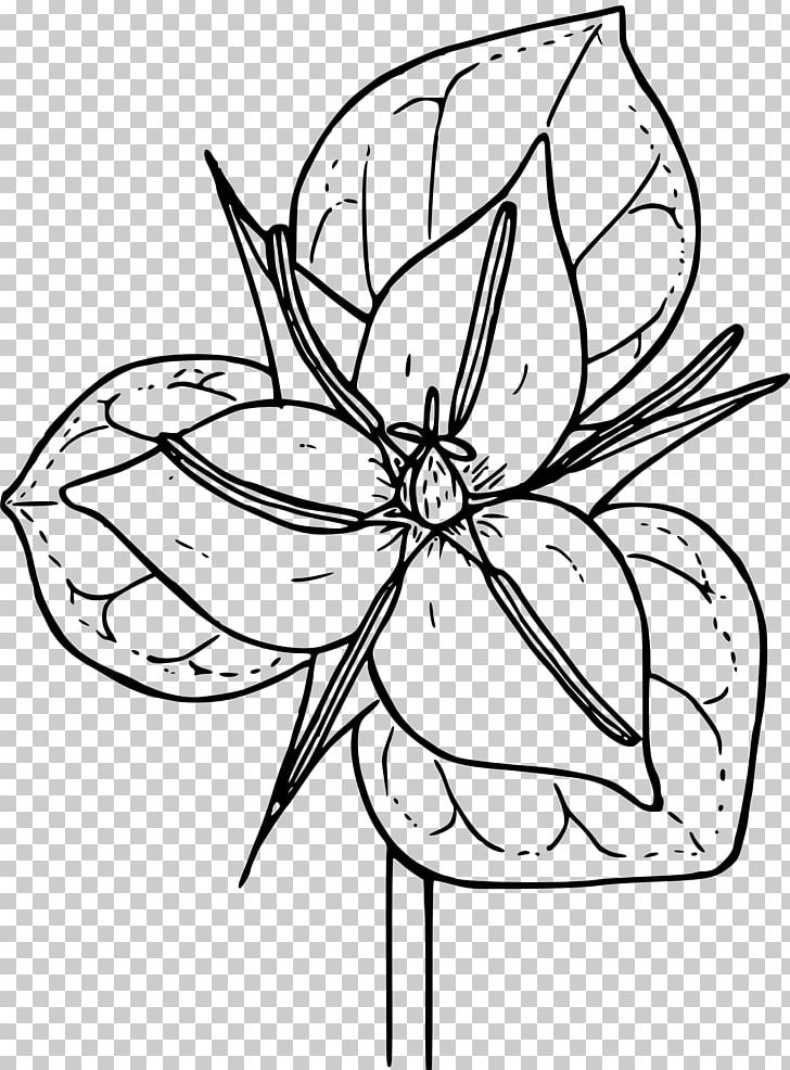 Trillium Grandiflorum Coloring Book Botanical Illustration Trillium Erectum PNG, Clipart, Black And White, Botanical Illustration, Botany, Coloring Book, Flower Free PNG Download