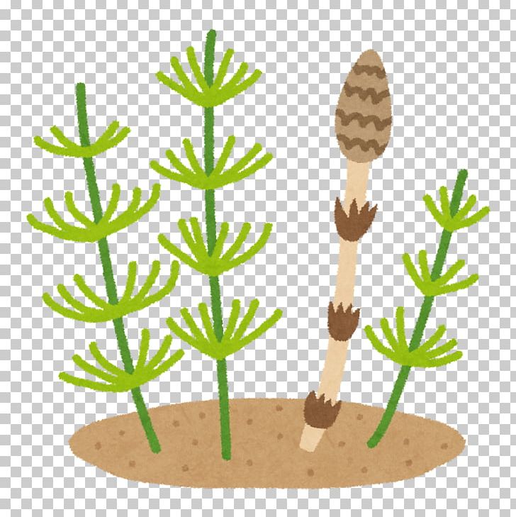 Field Horsetail Food かしわ地域若者サポートステーション Child PNG, Clipart, Caregiver, Child, Commodity, Establishment, Field Horsetail Free PNG Download